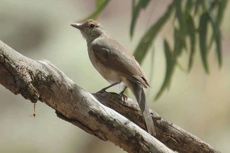 Grey Shrike Thrush by Mick Dryden