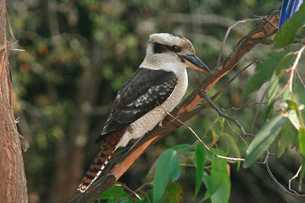 Laughing Kookaburra by Bill Wood