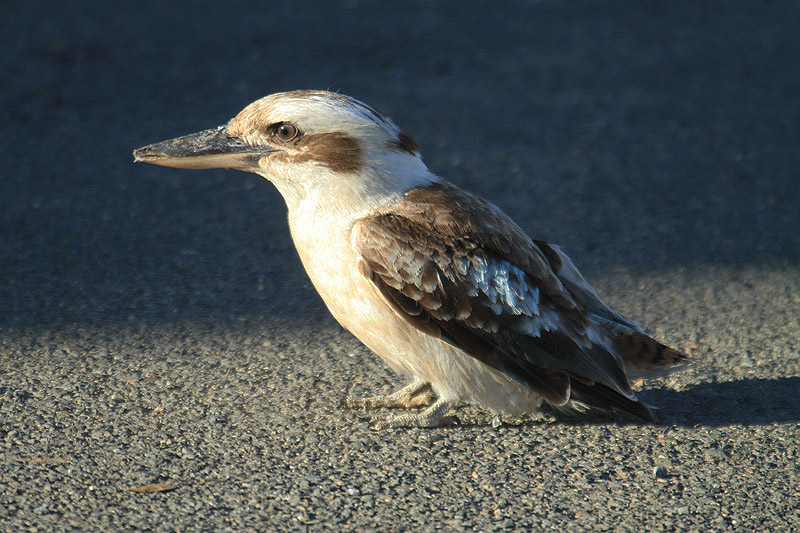 Laughing Kookaburra by Mick Dryden