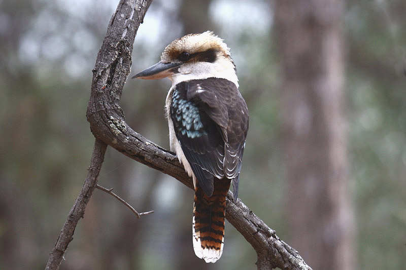 Laughing Kookaburra by Mick Dryden