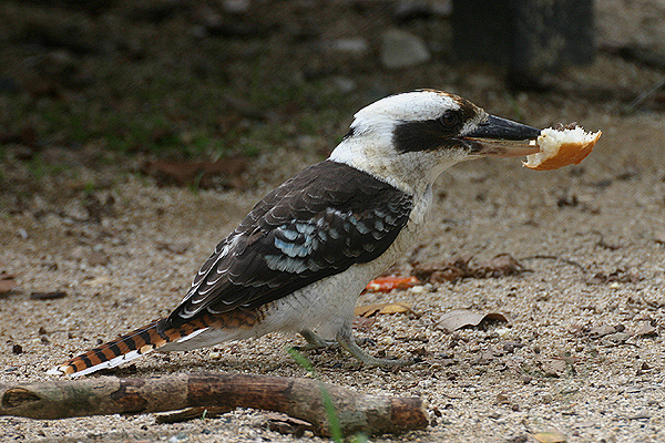 Laughing Kookaburra by Mick Dryden