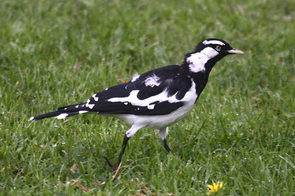 Magpie Lark by Mick Dryden