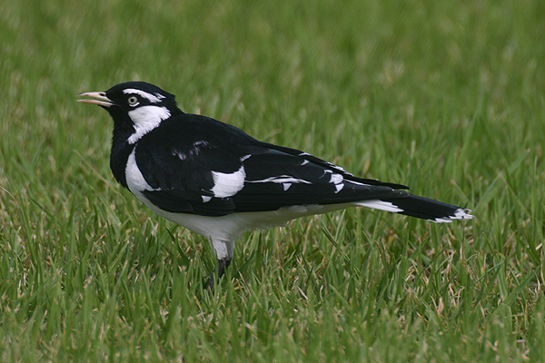 Magpie Lark by Mick Dryden