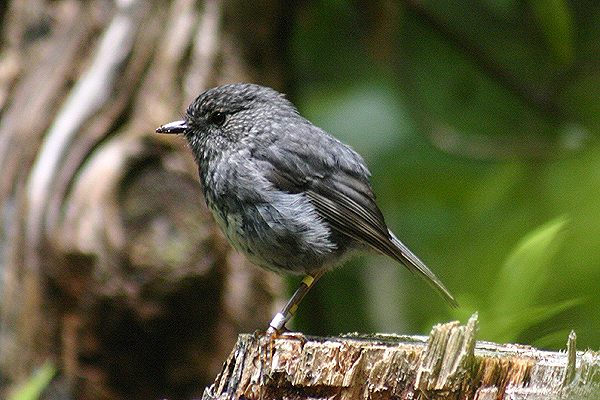 North Island Robin by Mick Dryden