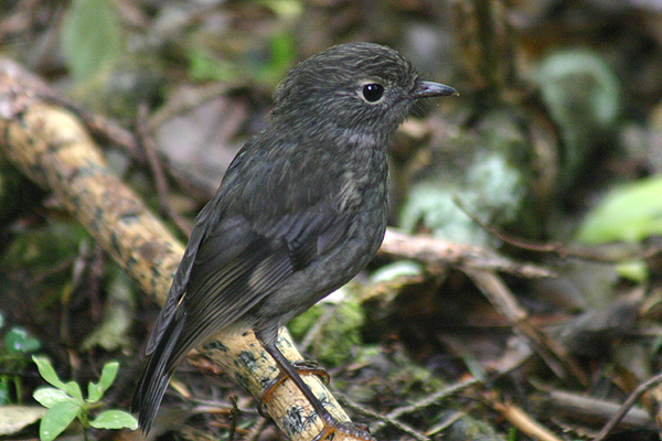 North Island Robin by Mick Dryden