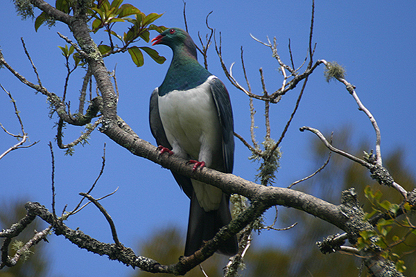 New Zealand Pigeon by Mick Dryden