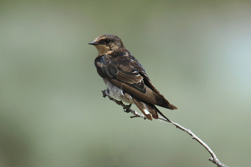 Welcome Swallow by Mick Dryden