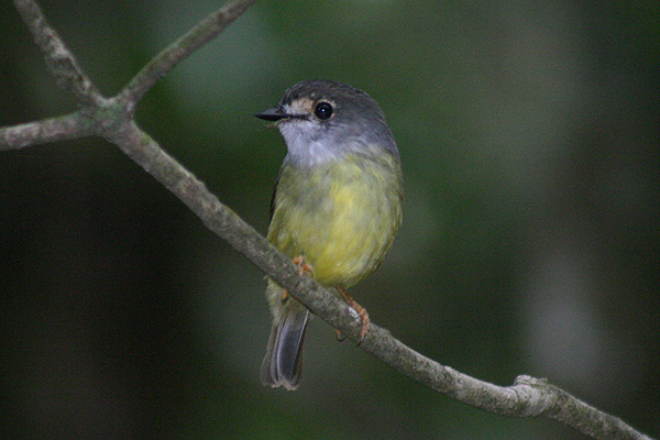 Pale Yellow Robin by Mick Dryden