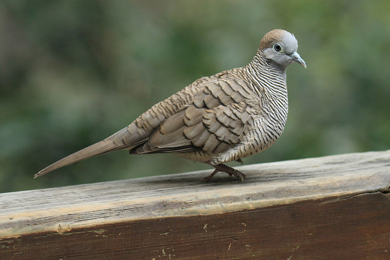 Peaceful Dove by Mick Dryden