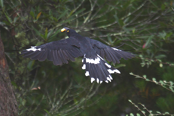 Pied Currawong by Mick Dryden