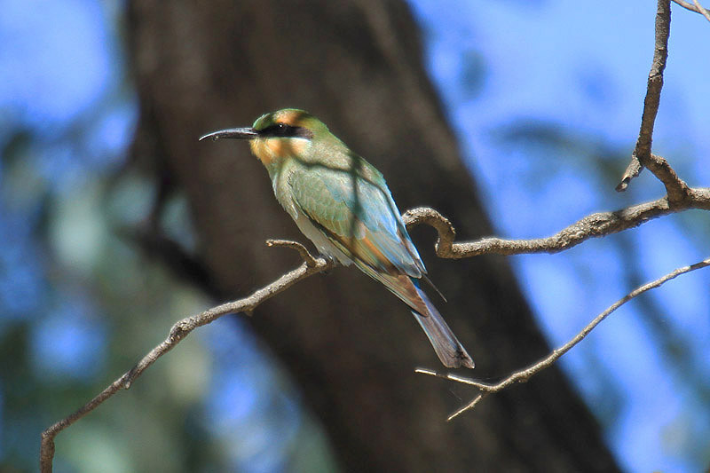 Rainbow Bee Eater by Mick Dryden