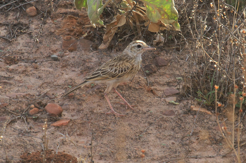 Richard's Pipit by Mick Dryden