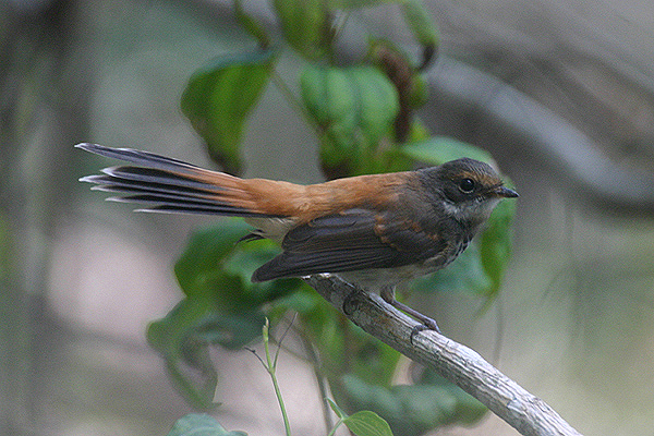 Rufous Fantail by Mick Dryden