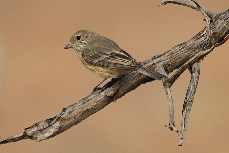 Rufous Whistler by Mick Dryden