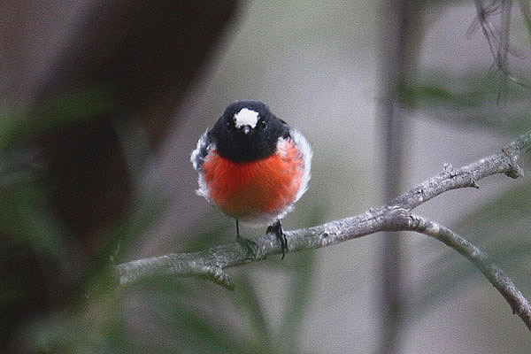 Scarlet Robin by Mick Dryden