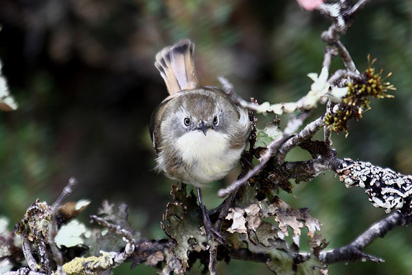 Scrubtit by Mick Dryden
