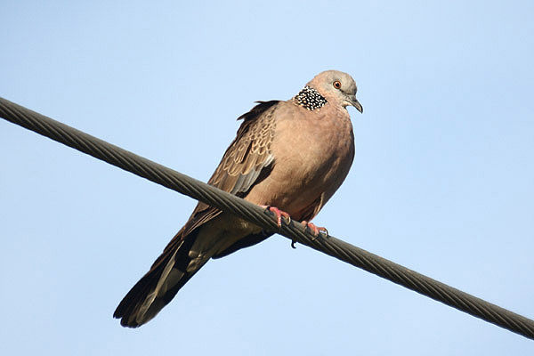 Spotted Dove by Mick Dryden