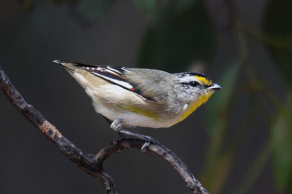 Striated Pardalote by Mick Dryden