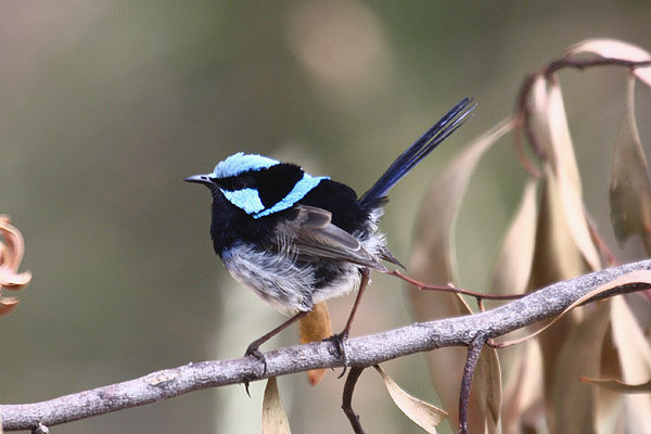 Superb Fairy Wren by Mick Dryden