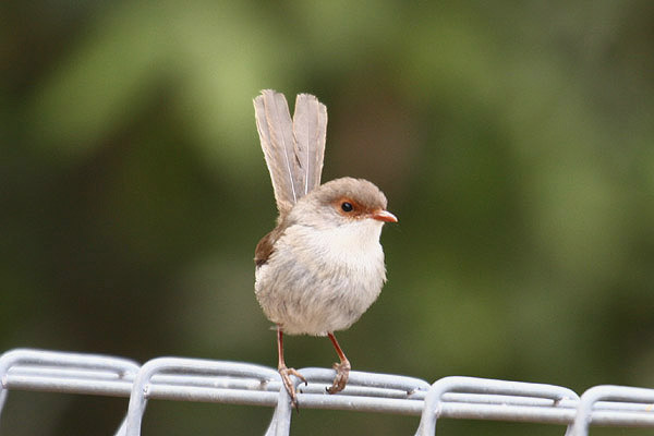 Superb Fairy Wren by Mick Dryden