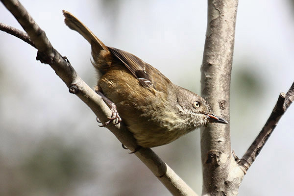 Tasmanian Scrubwren by Mick Dryden