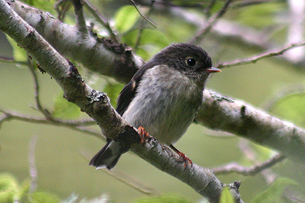 Tomtit by Mick Dryden