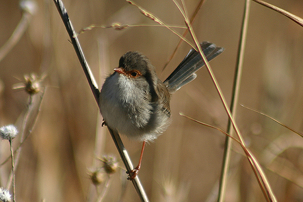Variagated Fairy Wren by Mick Dryden