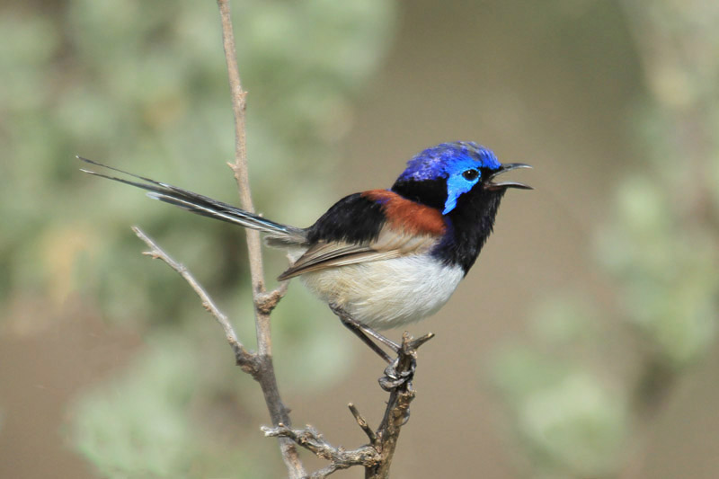 Variegated Fairy Wren by Mick Dryden