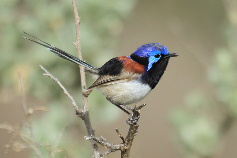 Variegated Fairy Wren by Mick Dryden