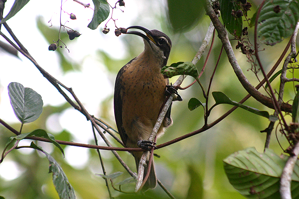 Victoria's Riflebird by Mick Dryden