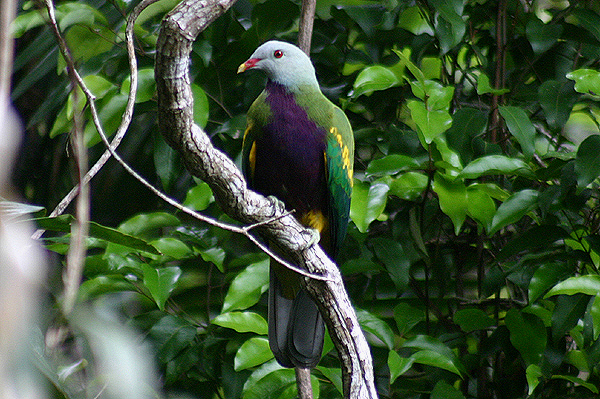 Wompoo Fruit-Dove by Mick Dryden