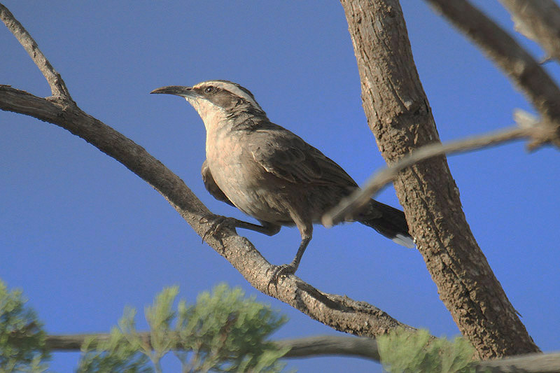 White-browd Babbler by Mick Dryden