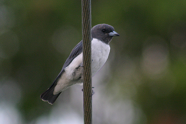 White-breasted Wood Swallow by Mick Dryden