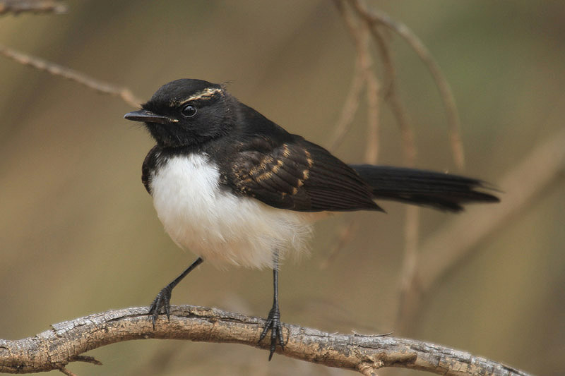 Willie Wagtail by Mick Dryden