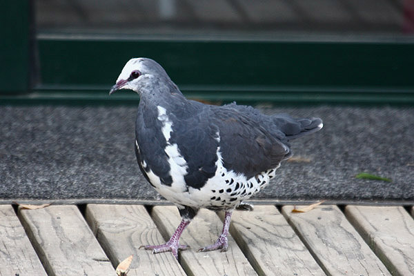 Wonga Pigeon by Mick Dryden