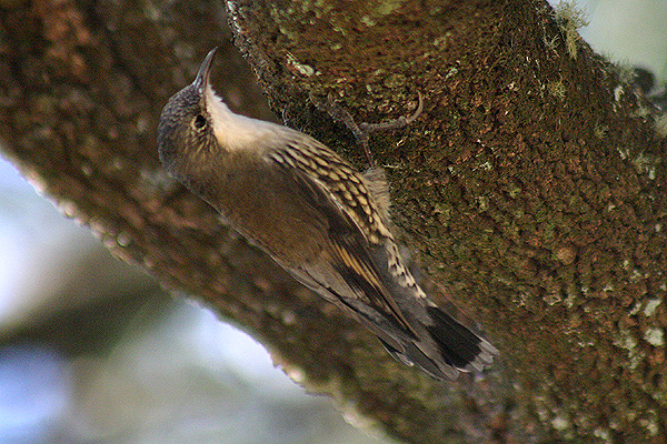 White-throated treecreeper by Mick Dryden