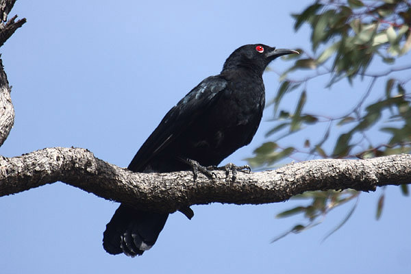 White winged Chough by Mick Dryden