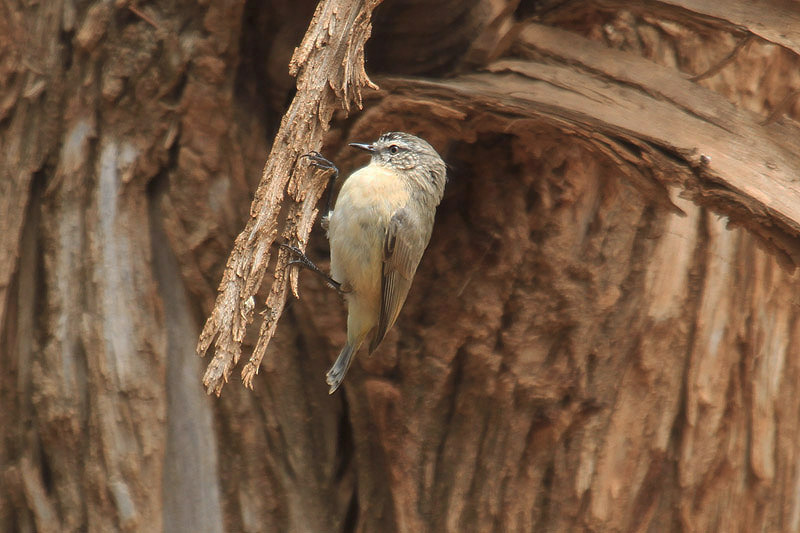 Yellow-rumped Thornbill by MIck Dryden