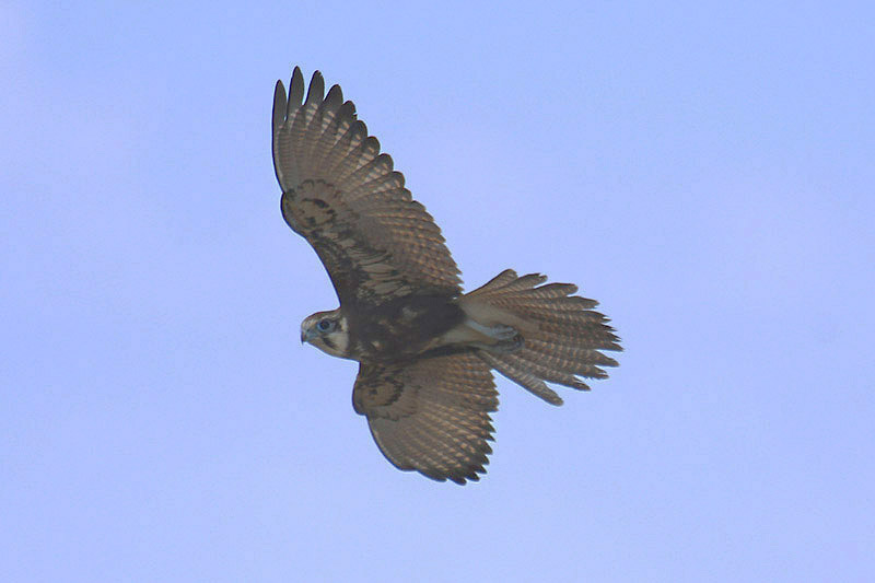 Brown Falcon by Mick Dryden