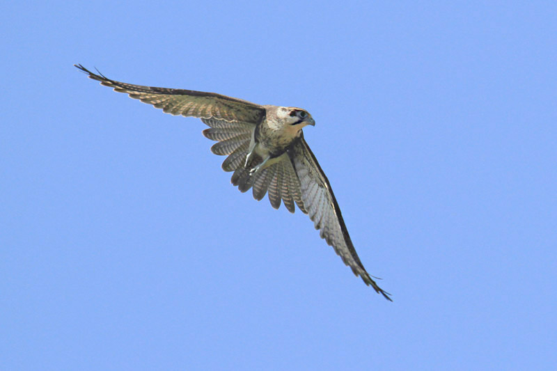 Brown Falcon by Mick Dryden