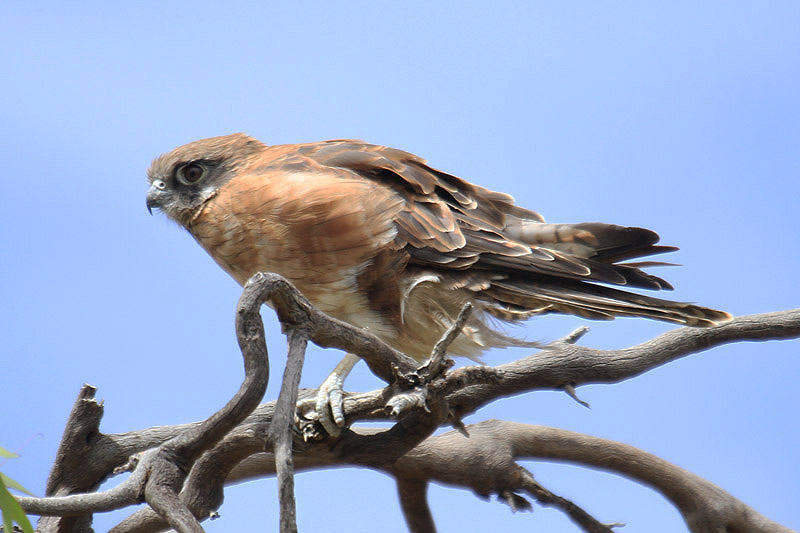 Brown Falcon by Mick Dryden