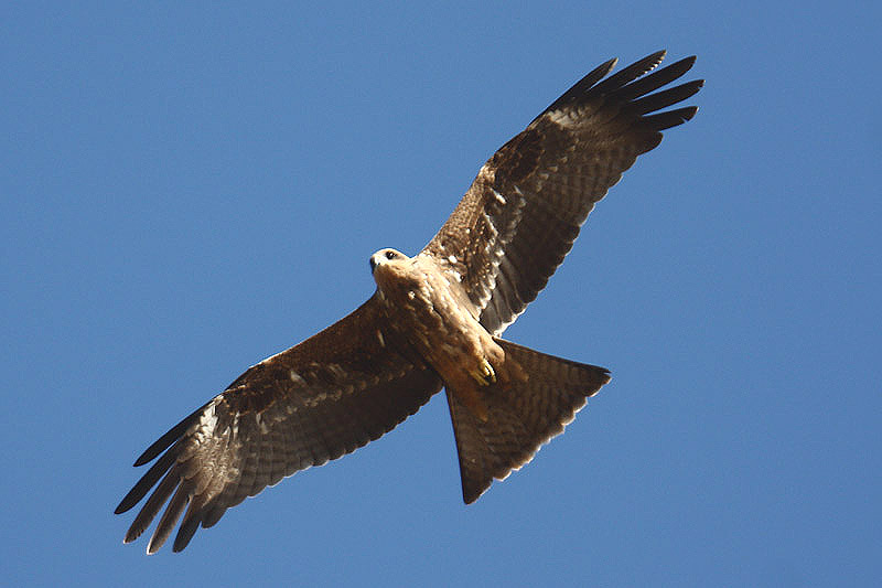 Black Kite by Mick Dryden