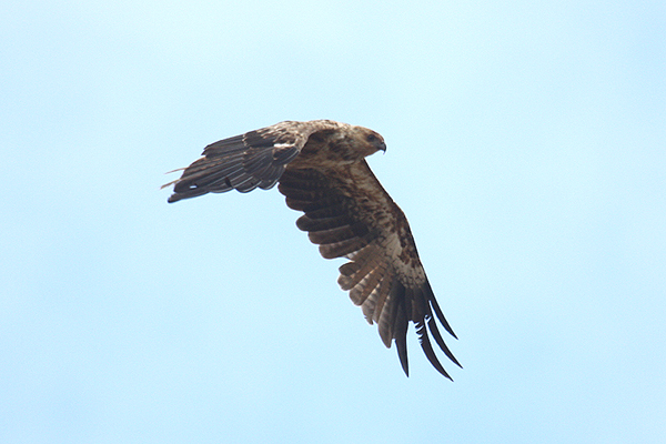 Little Eagle by Mick Dryden