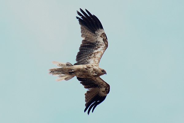 Little Eagle by Mick Dryden