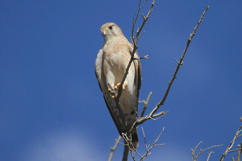 Nankeen Kestrel by Mick Dryden