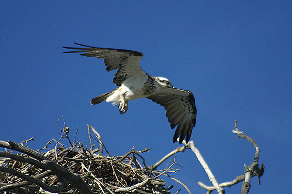 Osprey by Mick Dryden