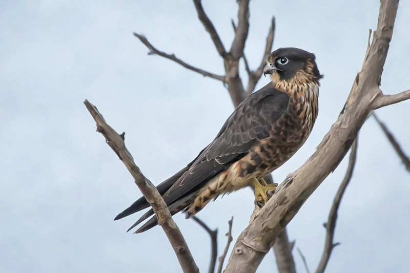 Peregrine by Kris Bell