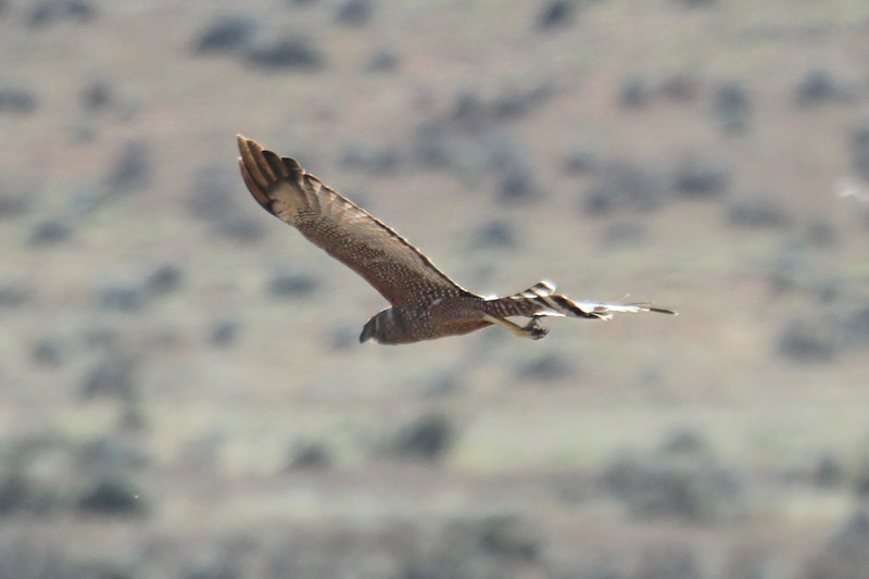Spotted Harrier by Mick Dryden