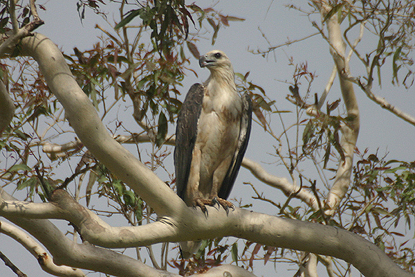 White-bellied Sea Eagle by Mick Dryden