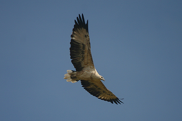 White-bellied Sea Eagle by Mick Dryden